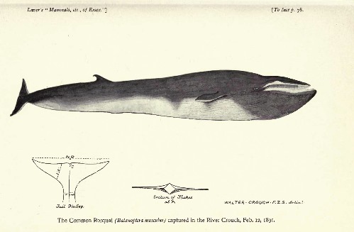 Rorqual Whale captured at Burnham 1891